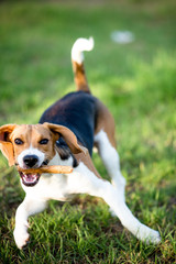 Perro Beagle jugando al aire libre , animal de compañía feliz