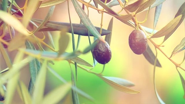 Ripe olives growing on a tree closeup. Olive oil. Slow motion 4K UHD video footage. 3840X2160