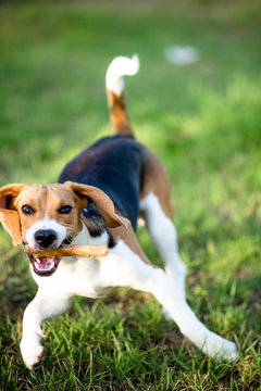 Perro Beagle jugando al aire libre , animal de compa&ntilde;&iacute;a feliz