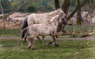 Koniks Horses Netherlands