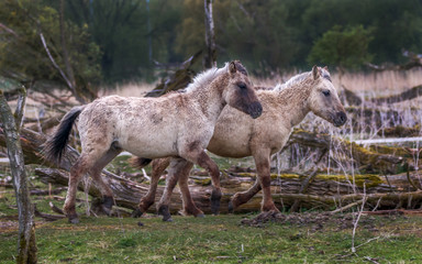 Koniks Horses Netherlands