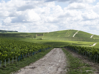 Fototapeta na wymiar Ay, Champagne, France. Hills covered with vineyards in the wine region of Champagne, France. Moet & Chandon