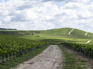 Ay, Champagne, France. Hills covered with vineyards in the wine region of Champagne, France. Moet & Chandon