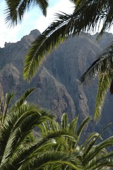 Fototapeta na wymiar Palmiers et falaises de Masca, île de Ténérife, les Canaries