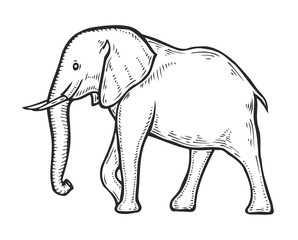Elephant hand drawn