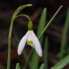 Snowdrops Galanthus nivalis, flower in early spring closeup, selective focus, shallow DOF