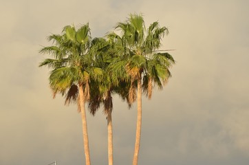 Palmiers avec brouillard en arrière plan