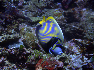 Fototapeta na wymiar Pomacanthus angelfish above the reef at the komodo islands