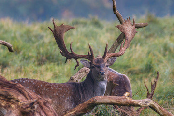 Small Deer in de woods