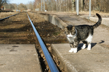 Cat on the railway station