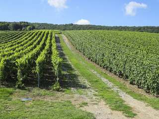 Fototapeta na wymiar Champagne, France. Hills covered with vineyards in the wine region of Champagne, France.