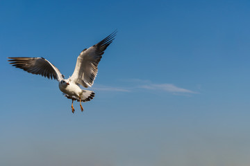 Seagull flying on the blue sky