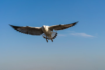 Seagull flying on the blue sky