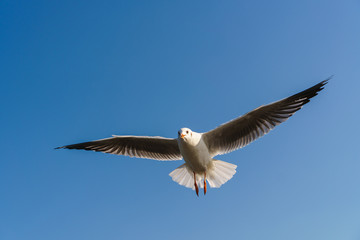Seagull flying on the blue sky