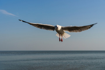 Fototapeta na wymiar Seagull flying on the blue sky