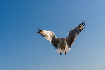 Seagull flying on the blue sky