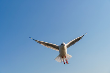 Seagull flying on the blue sky