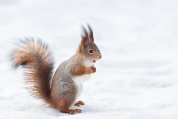 Foto auf Acrylglas Eichhörnchen im Schnee © alexbush