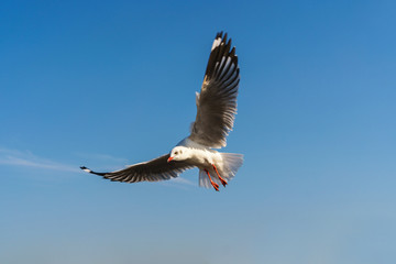 Seagull flying on the blue sky