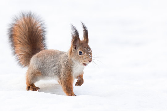 squirrel in the snow © alexbush
