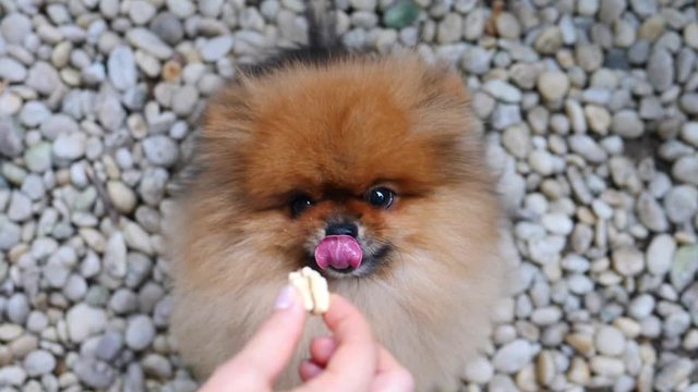 Girl Gives Pomeranian Dog A Treat Outdoors. Closeup. Slow Motion. 4K. 