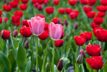 Розовые тюльпаны на фоне красных