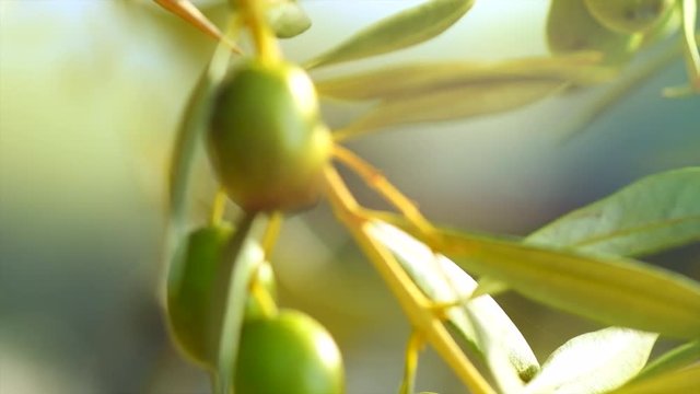 Ripe olives growing on a tree closeup. Olive oil. Slow motion 4K UHD video footage. 3840X2160