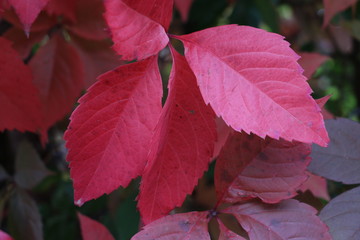 grapes, ornamental, red, leaves, autumn, plant, leaf, nature, flower, garden, green, tree, maple, coleus, flowers, fall, foliage, colorful, season, clo, Parthenocissus, seup, color, plants, macro, bri