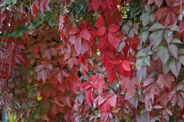 grapes, ornamental, red, leaves, autumn, plant, leaf, nature, flower, garden, green, tree, maple, coleus, flowers, fall, foliage, colorful, season, clo, Parthenocissus, seup, color, plants, macro, bri