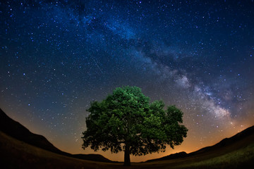 Milky way above a lonely tree in a starry night