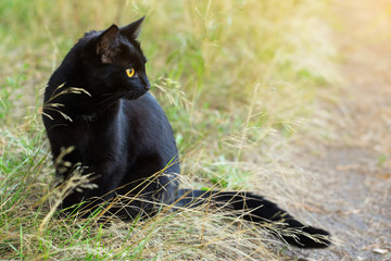 Beautiful bombay black cat in profile with yellow eyes and attentive look in green grass in nature. Сat is looking in the right	