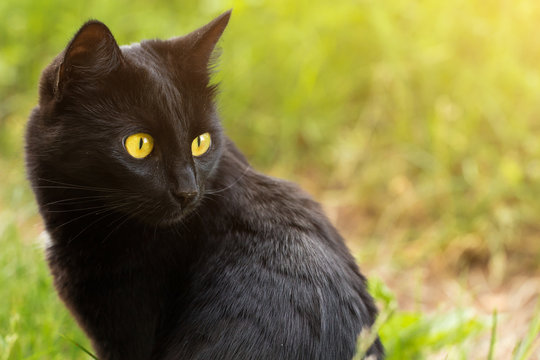 Beautiful bombay black cat portrait in profile with yellow eyes and attentive look in green grass in nature. Сat is looking in the right	