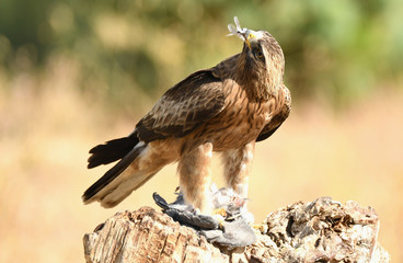 Un aguila calzada con la presa