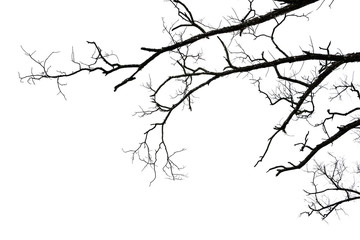 Fototapeta premium Dry tree branch isolated