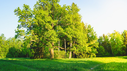 A landscape with greenery and sun.
