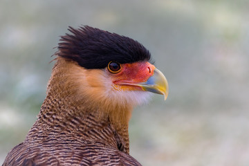 Crested Caracara in profile 