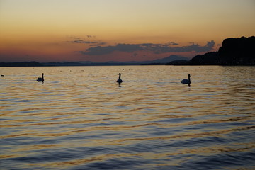 Fototapeta premium 涸沼の白鳥
