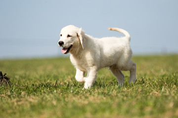 .puppy retriever "withe diamond" in summer on a meadow