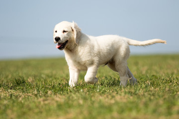 .puppy retriever "withe diamond" in summer on a meadow