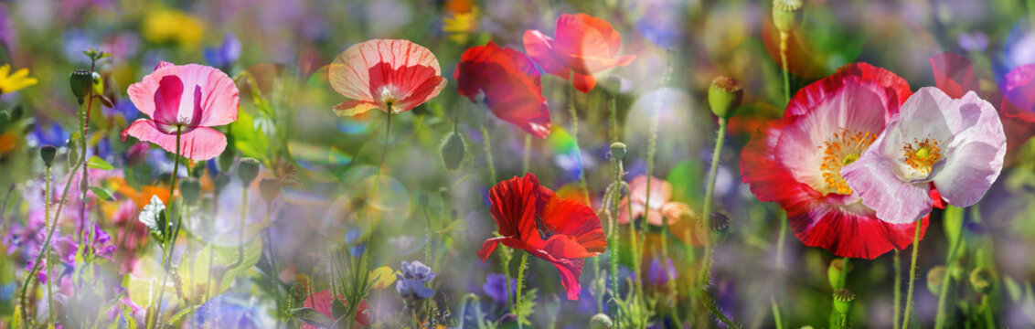 Fototapeta summer meadow with red poppies