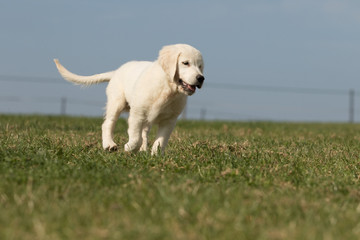 .puppy retriever "withe diamond" in summer on a meadow