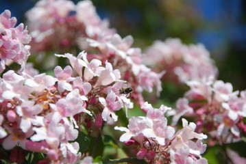 Biene landet auf Kirschblüte