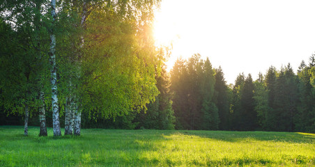 Summer green meadow with trees
