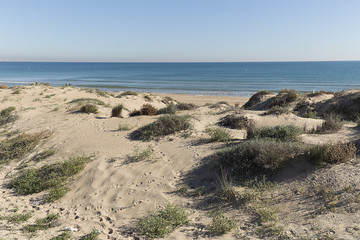 Dunes in the Marina in the municipality of Elche, province of Alicante