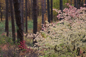 Fototapeta premium forest, tree, autumn, nature, landscape, trees, wood, green, park, path, leaf, fall, woods, spring, season, plant, leaves, foliage, moss, yellow, footpath, environment, branch, way, road