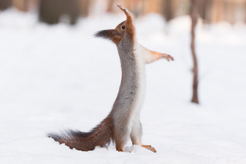 squirrel in the snow