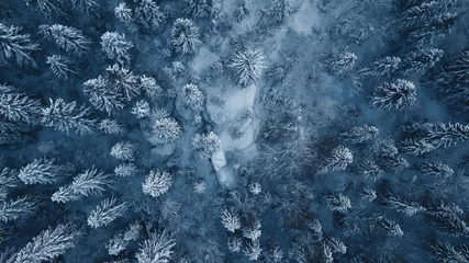 Poster Drone-foto van besneeuwde groenblijvende bomen na een winterstorm in Litouwen. © puzurin