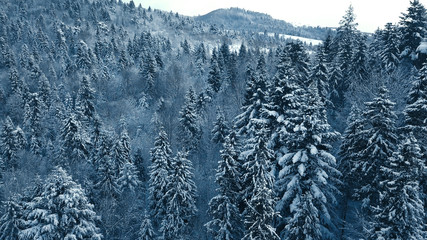 Drone photo of snow covered evergreen trees after a winter blizzard in Lithuania.
