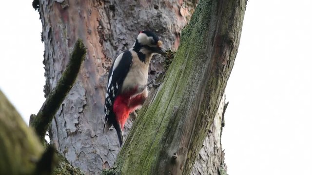 Buntspecht hackt auf Kiefern Zapfen ein, Spechtschmiede, (Dendrocopos major)
