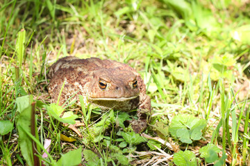 European brown toad